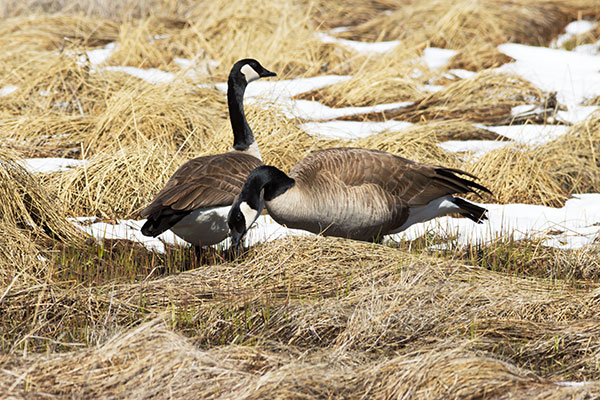 Canada Goose Branta canadensis 
