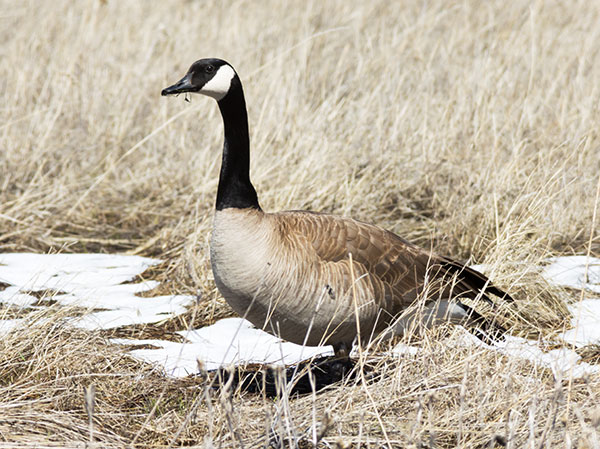 Canada Goose Branta canadensis 