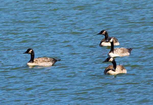 Canada Goose Branta canadensis 