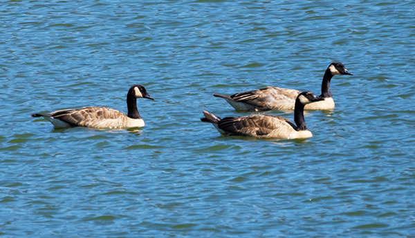Canada Goose Branta canadensis 