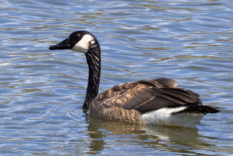 Canada Goose Branta canadensis 