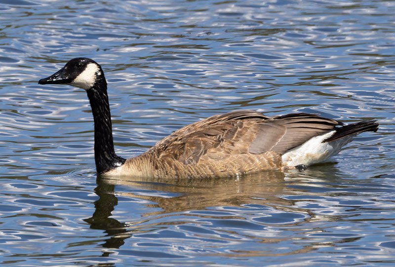 Canada Goose Branta canadensis 