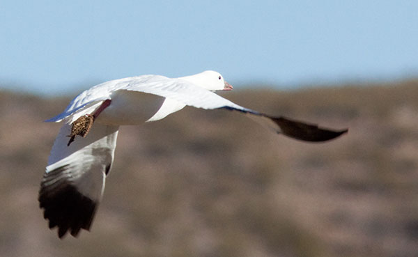 Ross's Goose Chen rossii 