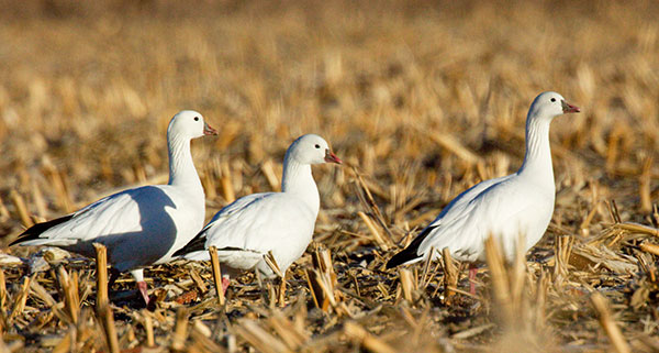 Ross's Goose Chen rossii 