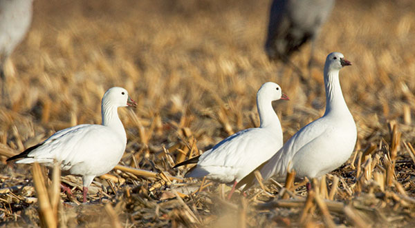 Ross's Goose Chen rossii 