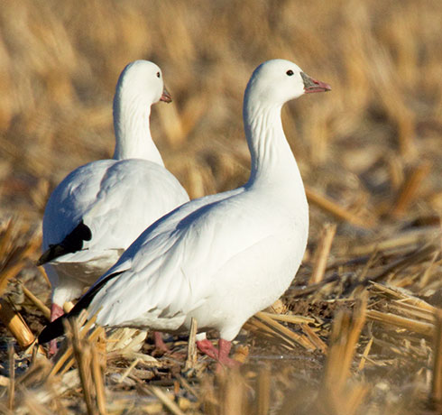 Ross's Goose Chen rossii 
