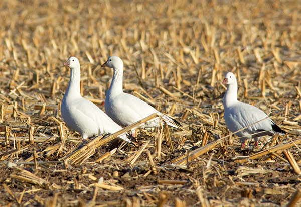 Ross's Goose Chen rossii 