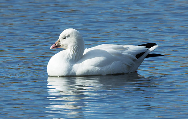 Ross's Goose Chen rossii 