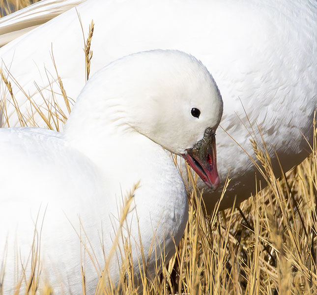 Ross's Goose Chen rossii 