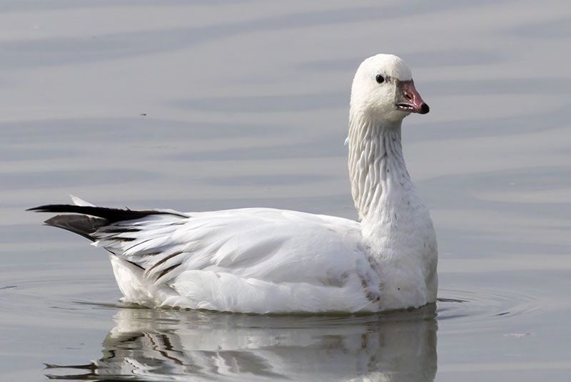 Ross's Goose Chen rossii 