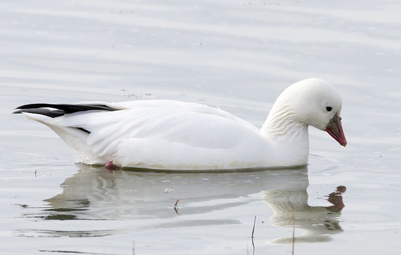 Ross's Goose Chen rossii 