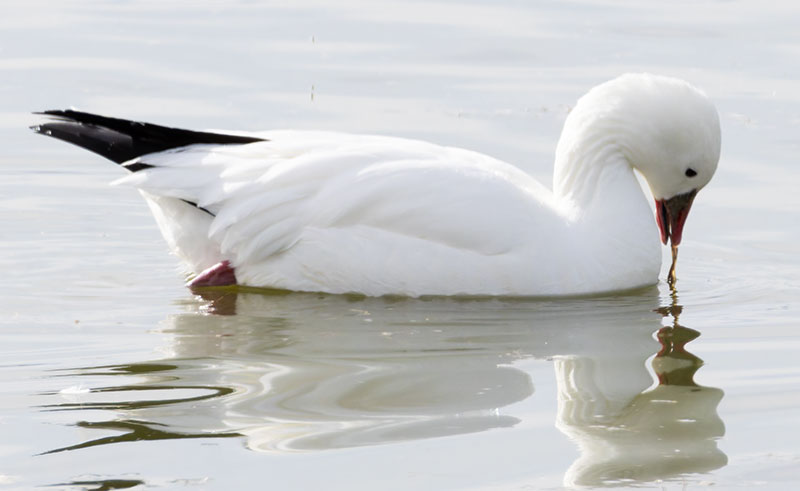 Ross's Goose Chen rossii 