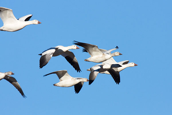 Snow Geese Chen caerlescens in flight
