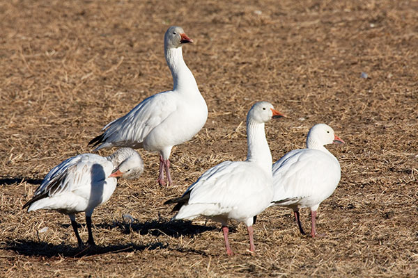 Snow Geese Chen caerlescens 