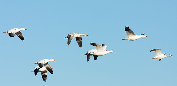 Snow Geese Chen caerlescens in flight
