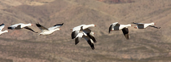 Snow Geese Chen caerlescens in flight