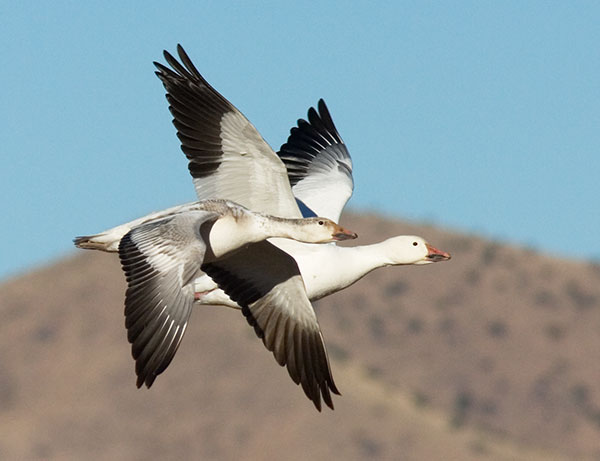 Snow Geese Chen caerlescens in flight