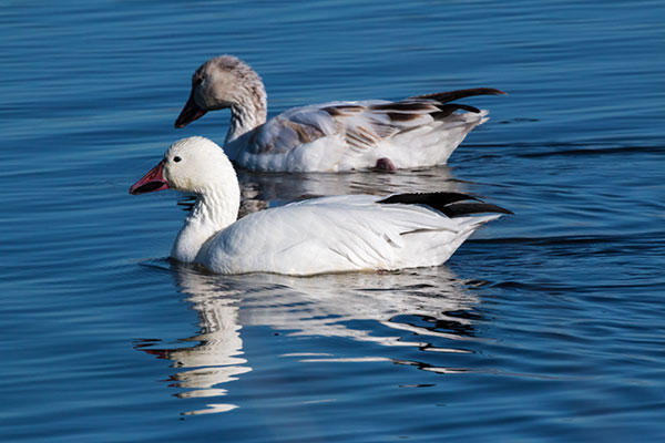 Snow Geese Chen caerlescens