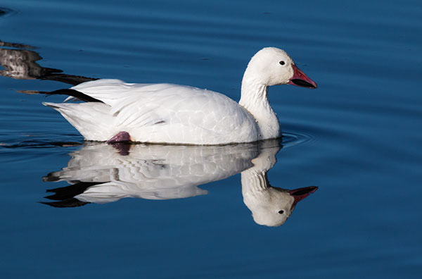 Snow Geese Chen caerlescens