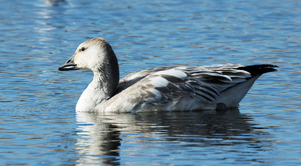 Snow Geese Chen caerlescens