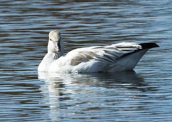 Snow Geese Chen caerlescens