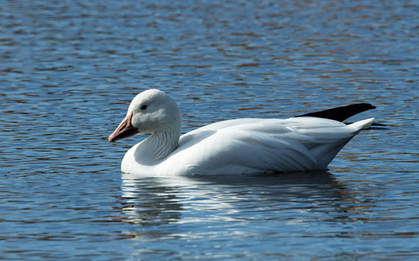 Snow Geese Chen caerlescens