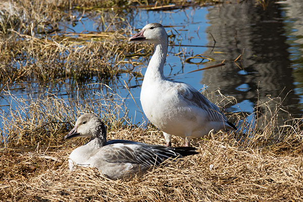 Snow Geese Chen caerlescens