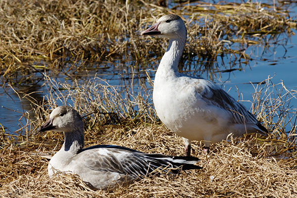 Snow Geese Chen caerlescens