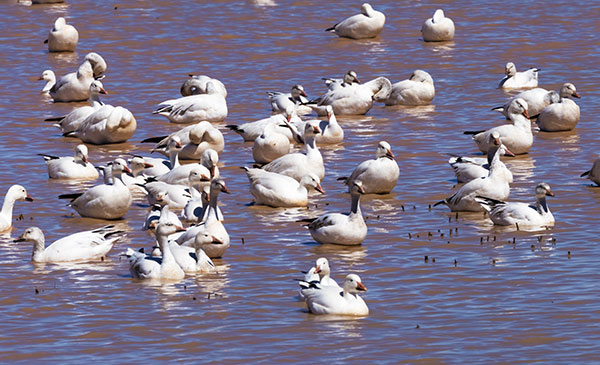 Snow Geese Chen caerlescens
