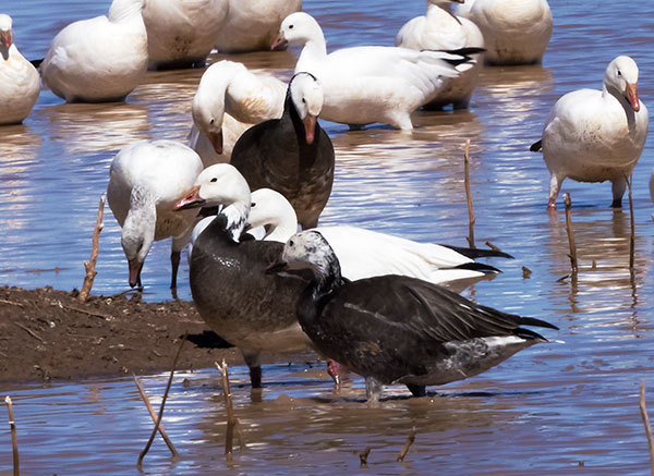 Snow Geese Chen caerlescens
