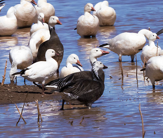 Snow Geese Chen caerlescens