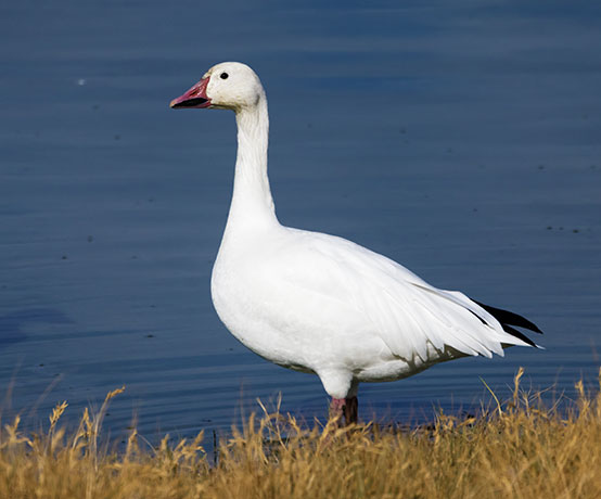 Snow Geese Chen caerlescens