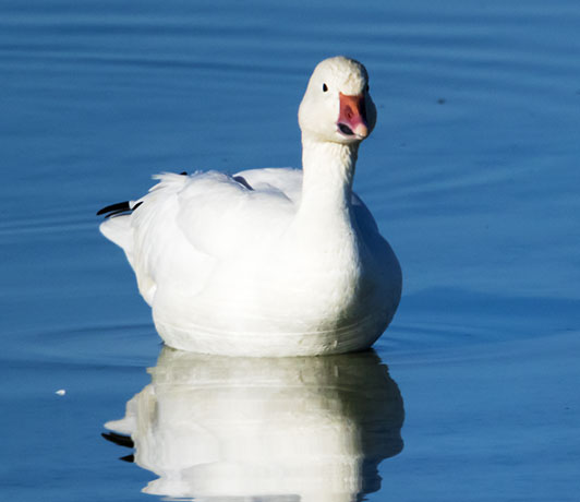 Snow Geese Chen caerlescens