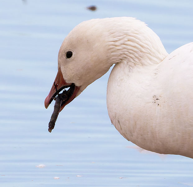 Snow Geese Chen caerlescens