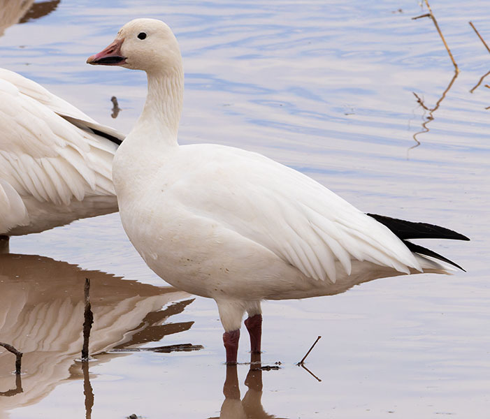 Snow Geese Chen caerlescens