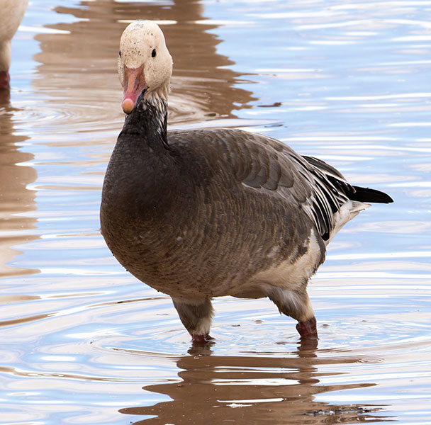 Snow Geese Chen caerlescens