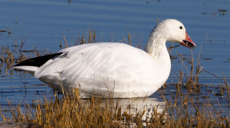 Snow Geese Chen caerlescens