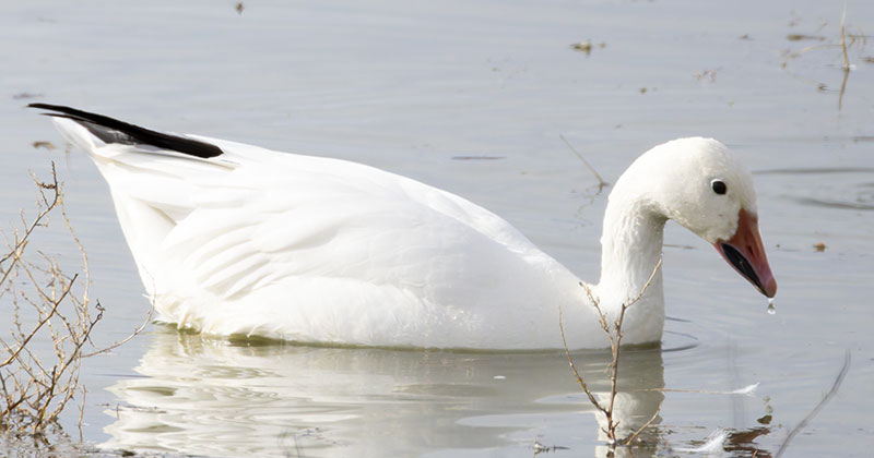 Snow Geese Chen caerlescens
