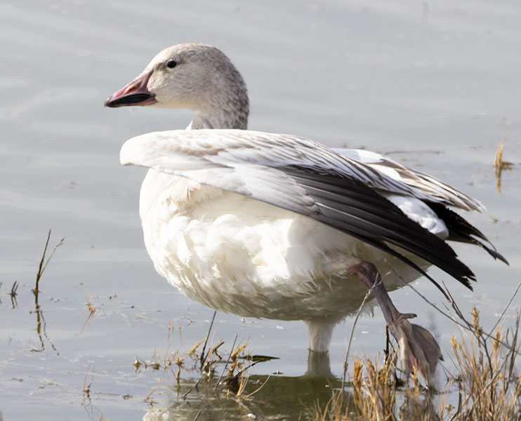 Snow Geese Chen caerlescens