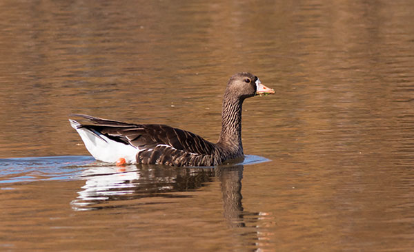 Greater White-fronted Geese  Anser albifrons