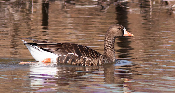 Greater White-fronted Geese  Anser albifrons