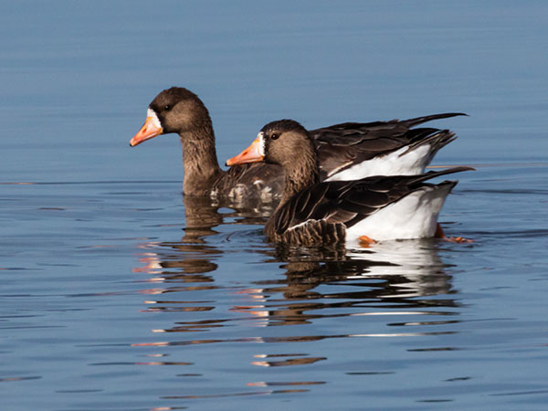 Greater White-fronted Geese  Anser albifrons