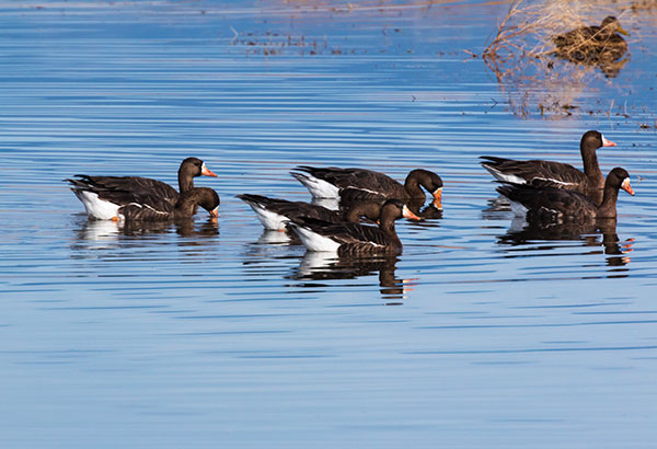 Greater White-fronted Geese  Anser albifrons