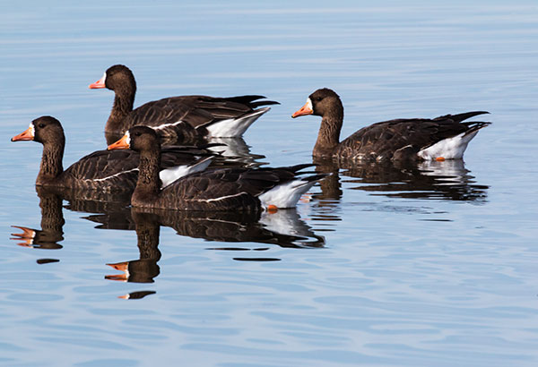 Greater White-fronted Geese  Anser albifrons