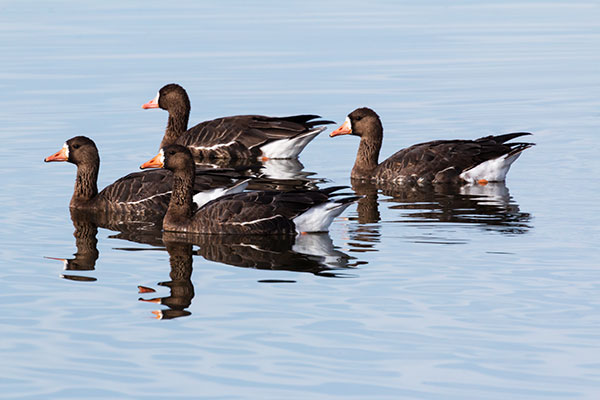 Greater White-fronted Geese  Anser albifrons