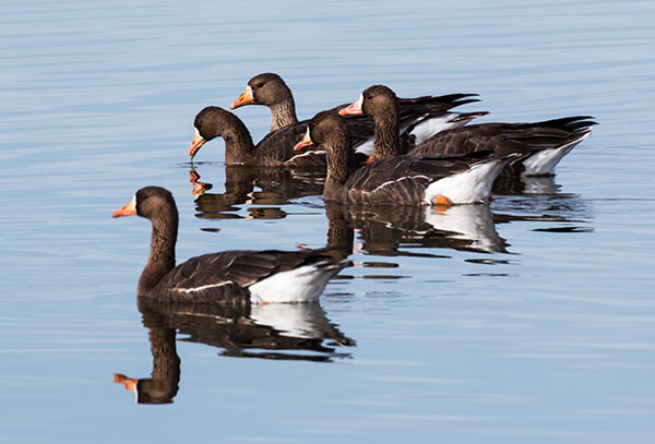 Greater White-fronted Geese  Anser albifrons