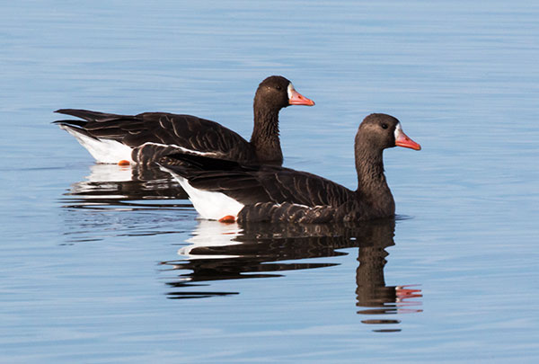 Greater White-fronted Geese  Anser albifrons