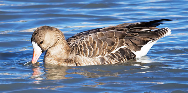 Greater White-fronted Geese  Anser albifrons