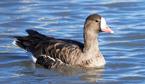 Greater White-fronted Geese  Anser albifrons
