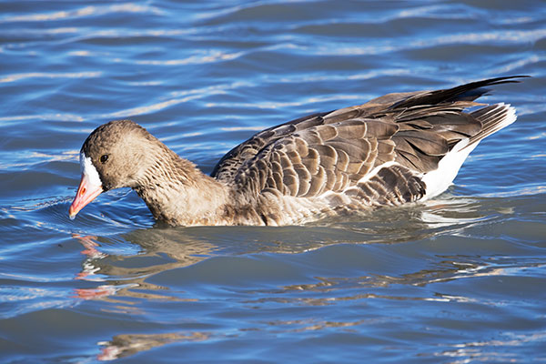 Greater White-fronted Geese  Anser albifrons